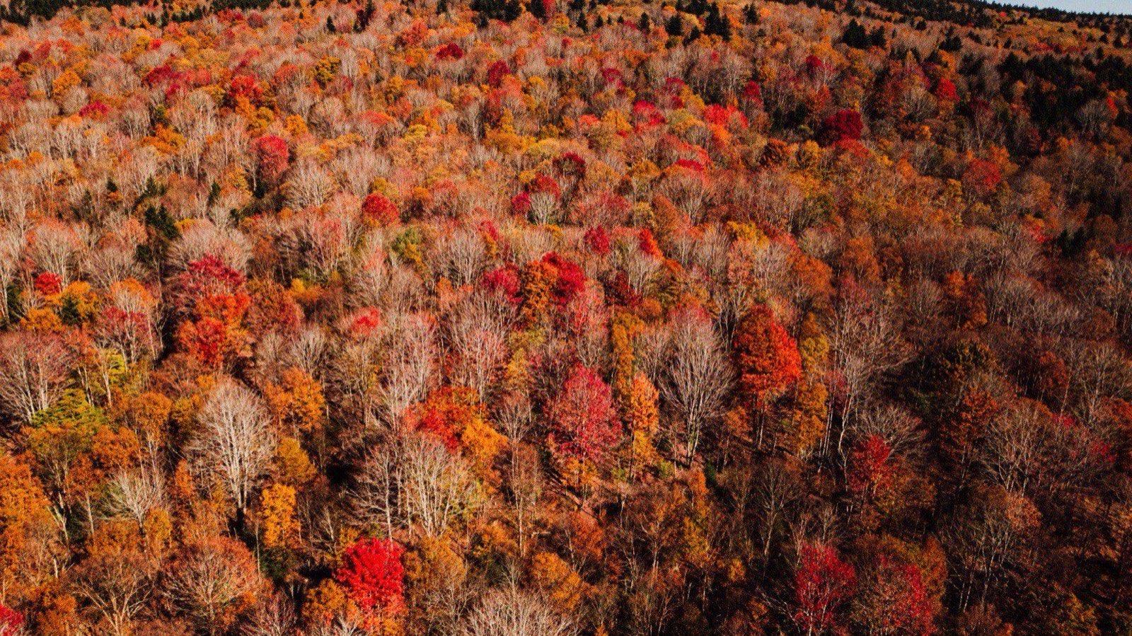 Peak fall color on Cheat Mountain from the air, above the Snowshoe ridgeline