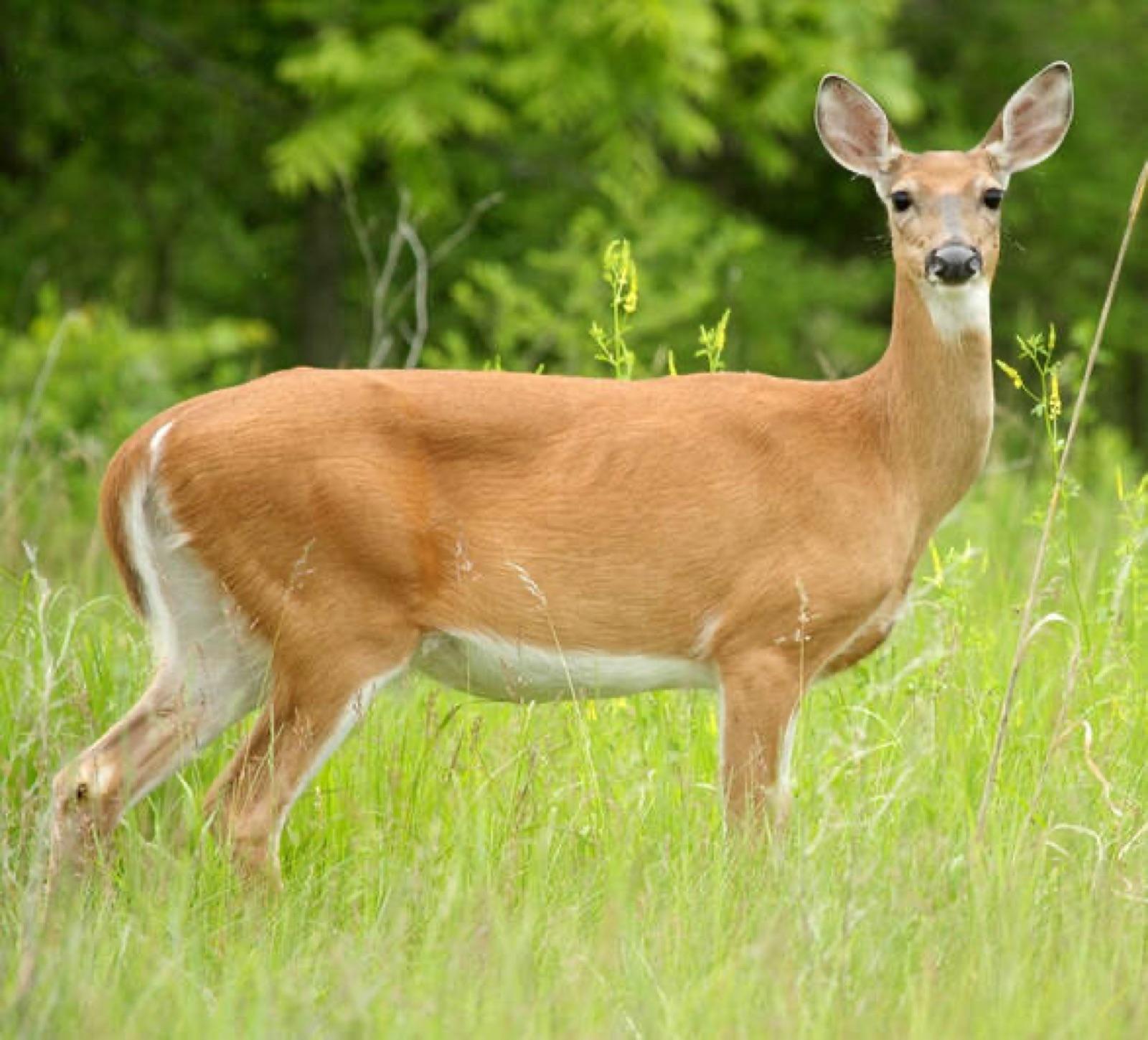 Discover the Wild Side of Snowshoe, WV: A Look at the Diverse Wildlife in the Mountains
