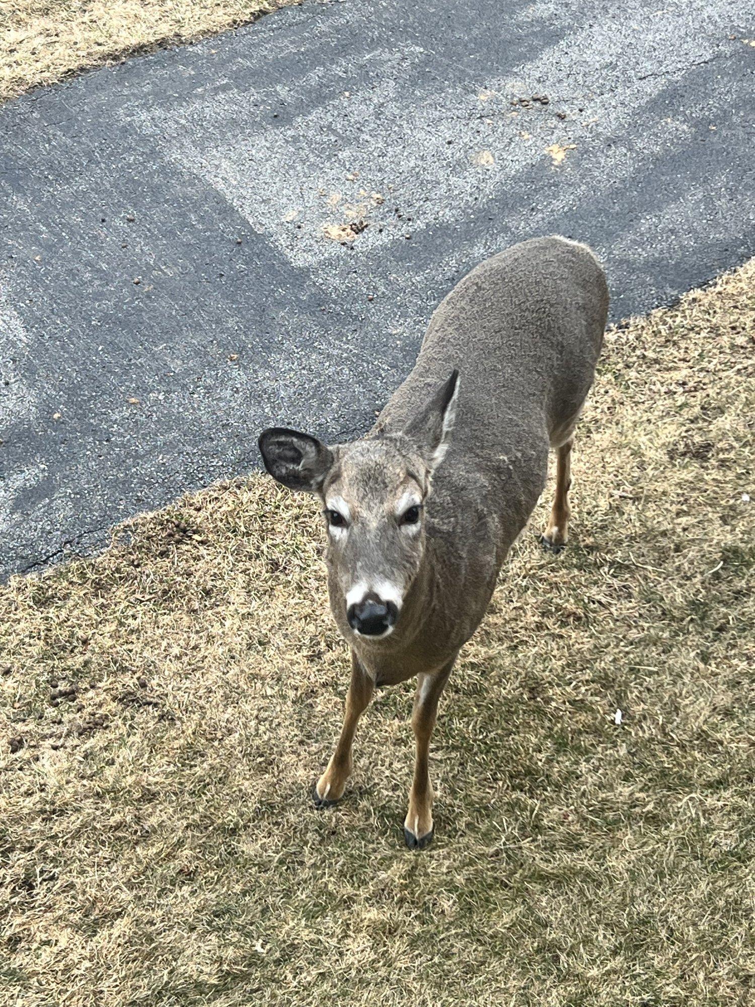 The regulars, right off the deck