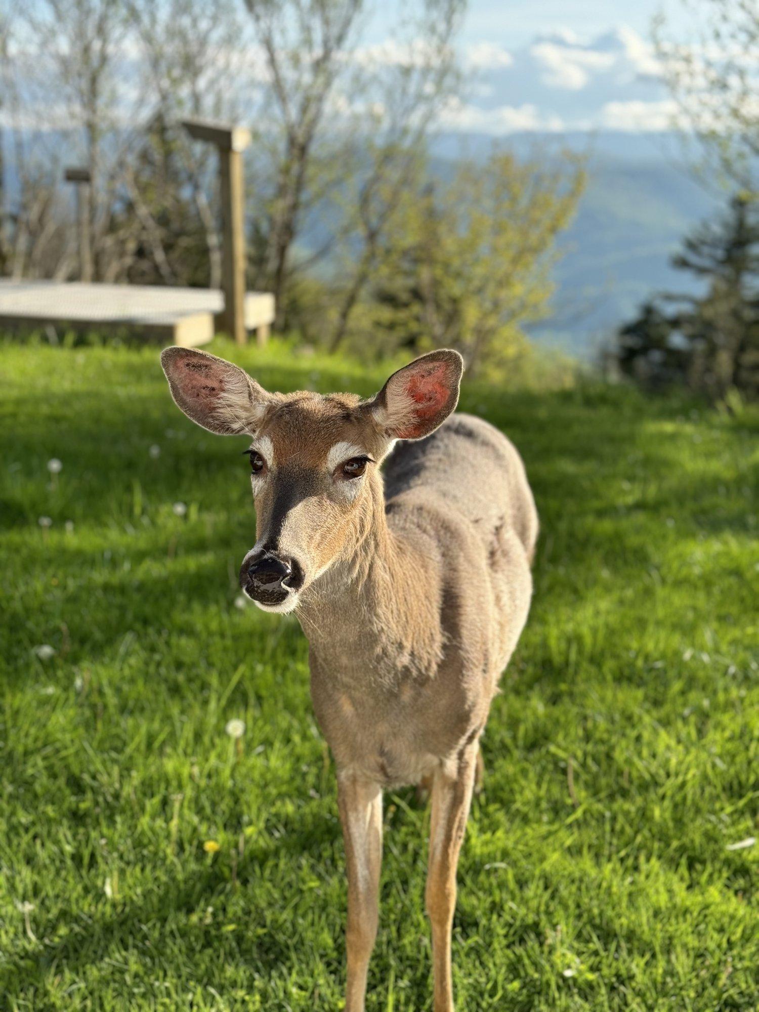 Evening visitor
