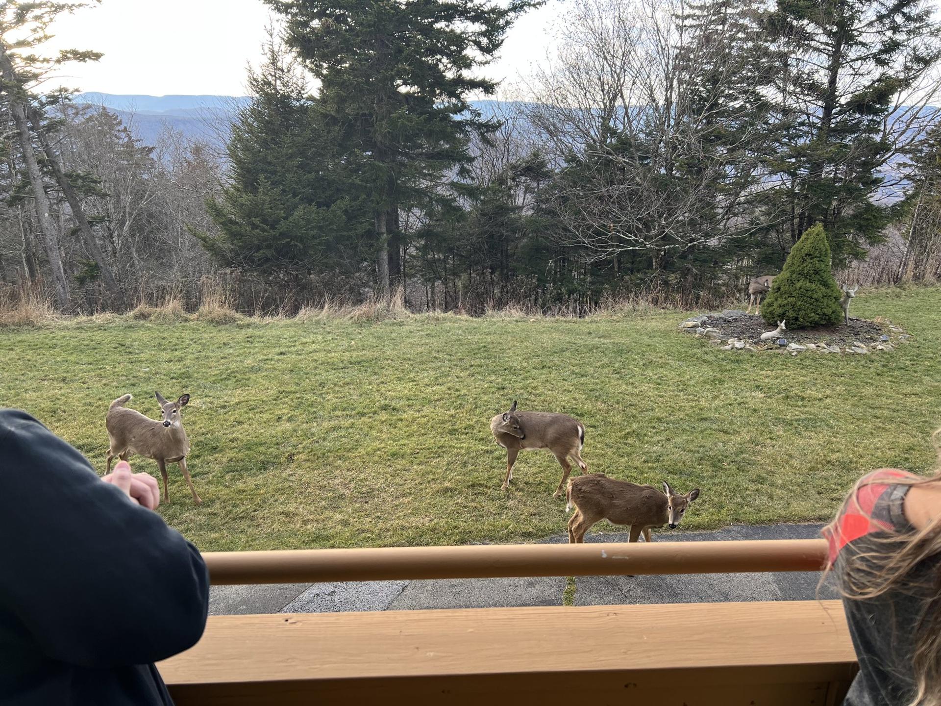 Deer from the deck