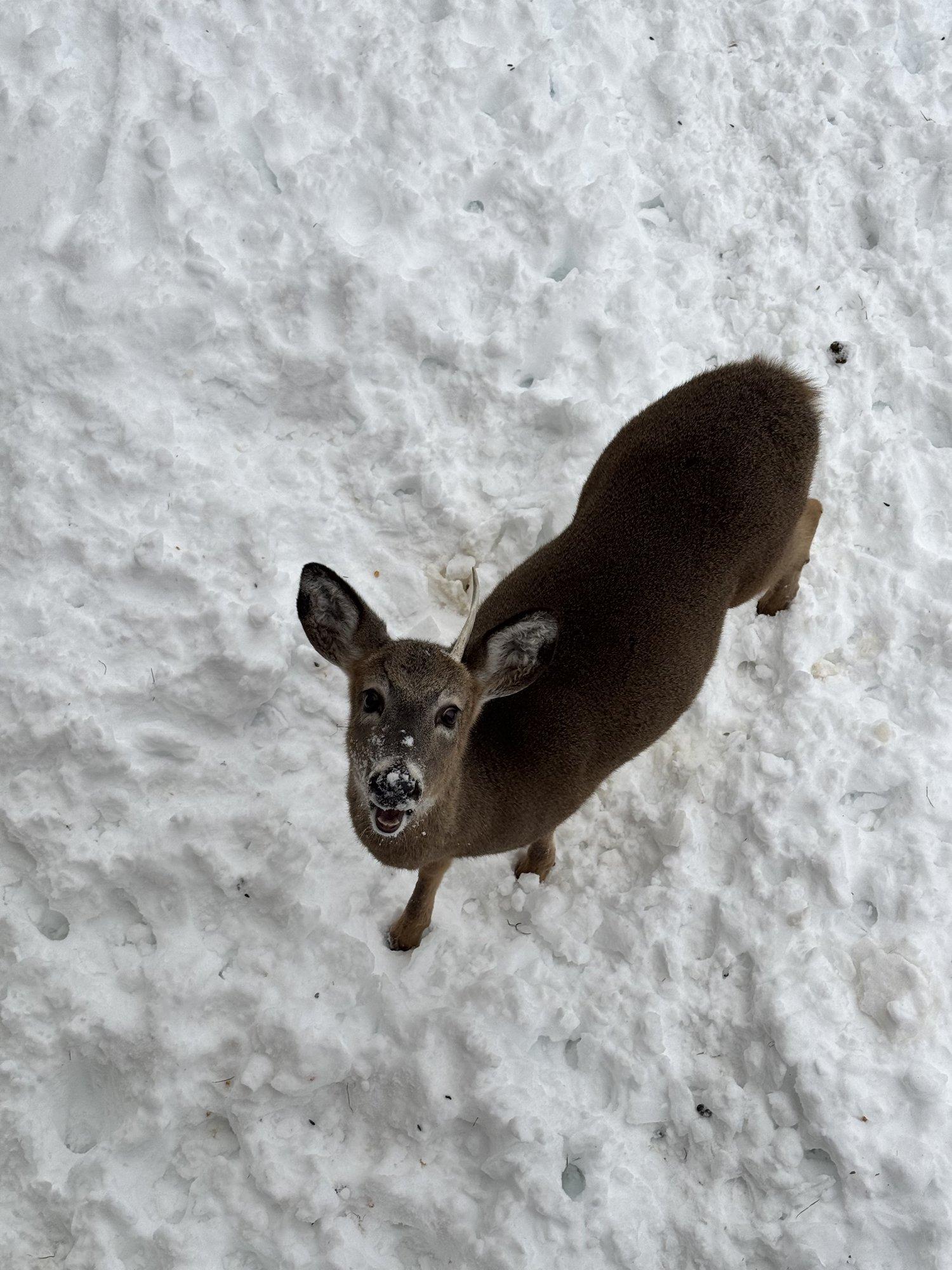 Snow-day visitor