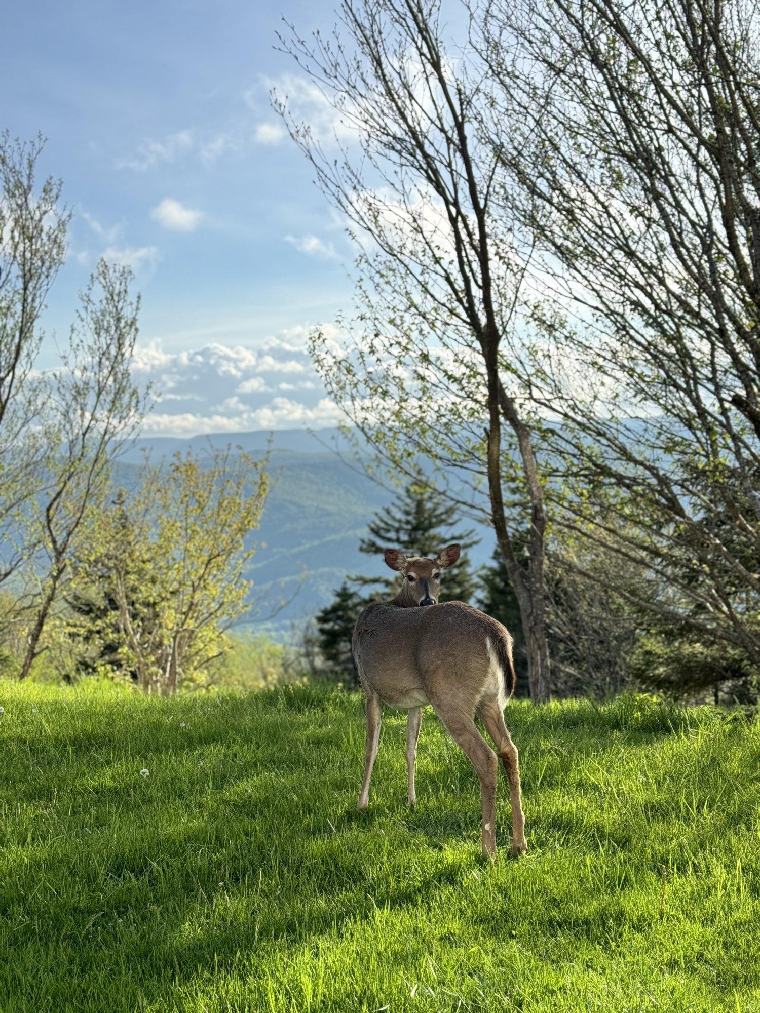 Deer on the lawn, most evenings