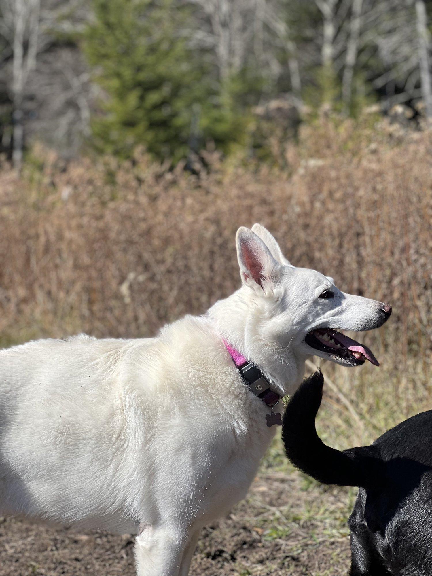 A white shepherd and a black dog walking a wooded trail at Snowshoe