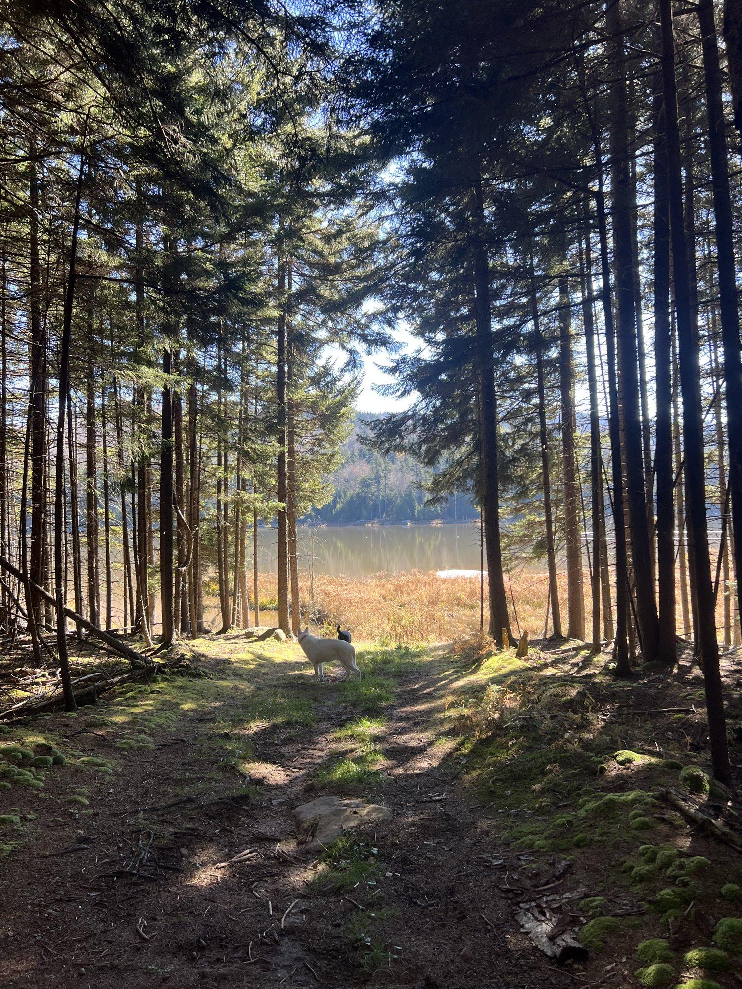 A sunlit dirt trail through tall spruce on the Shavers Lake Trail at Snowshoe