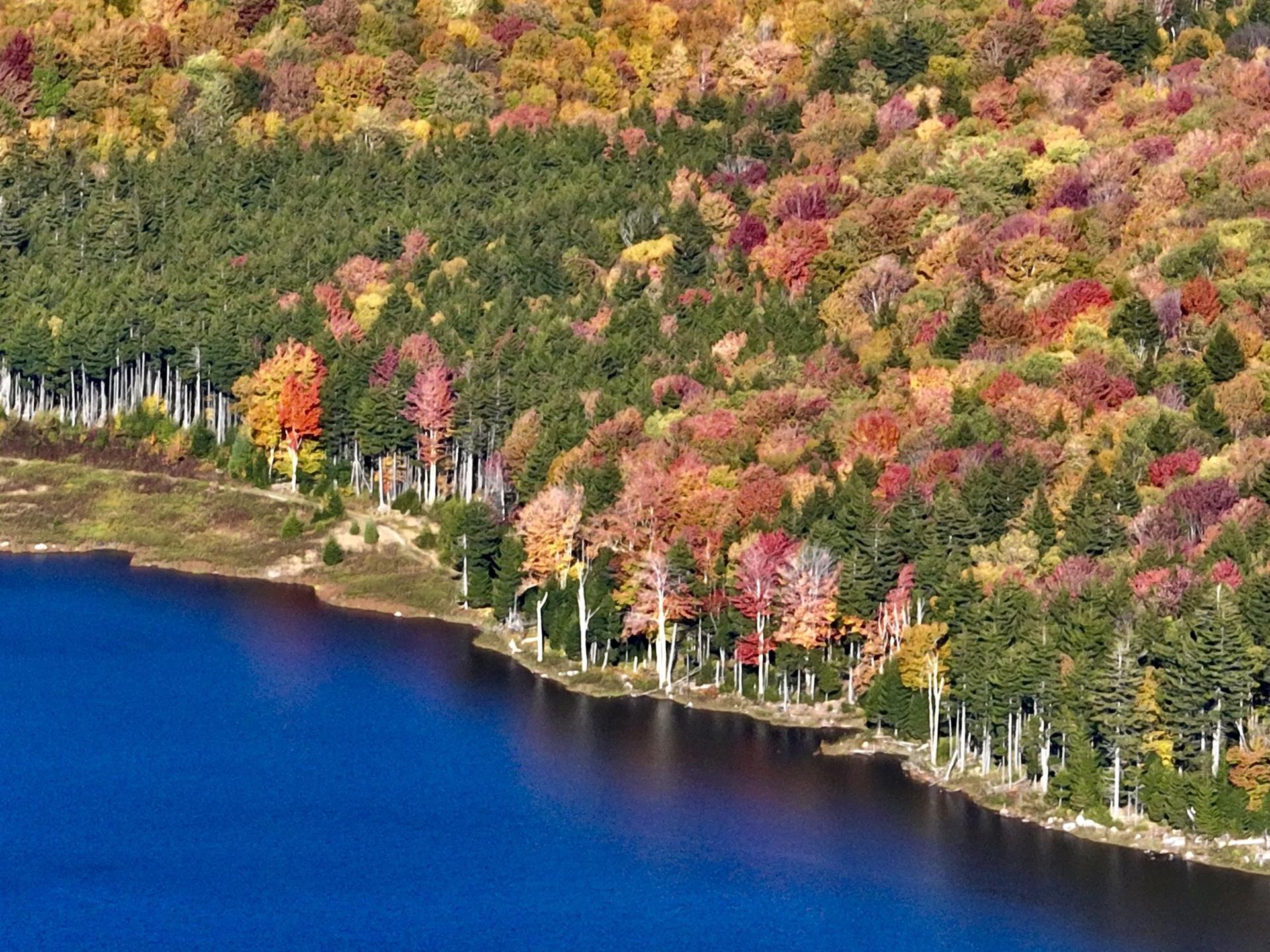 Red maples along the Shavers Lake shore from above in fall