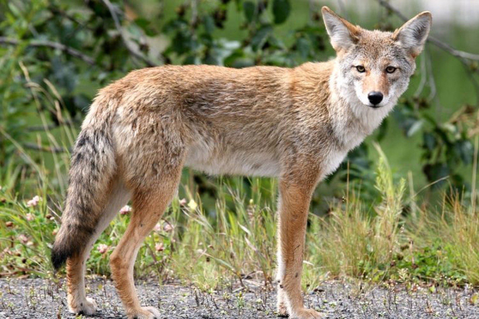 Coyotes in Snowshoe