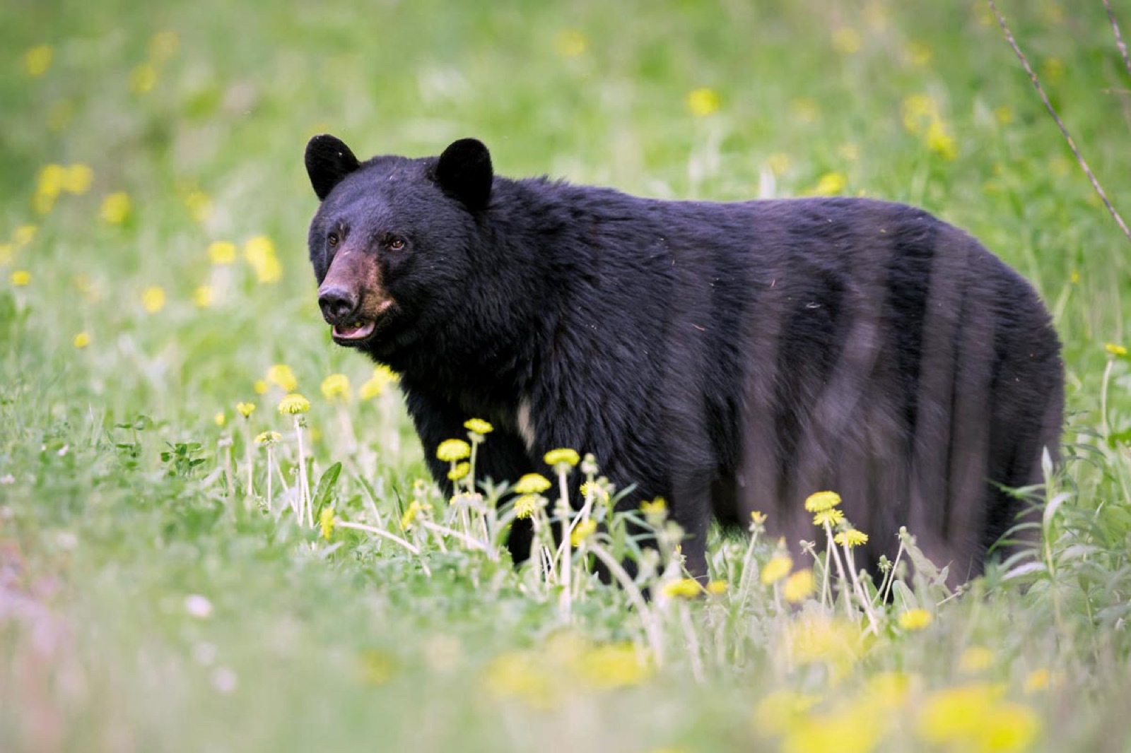 Black bears in Snowshoe
