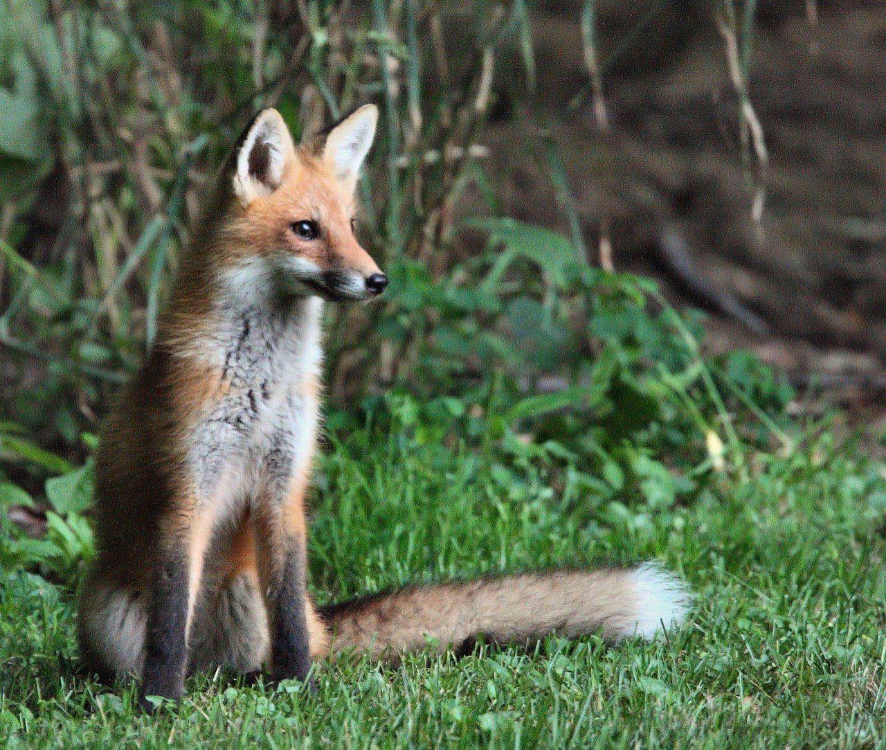 Red foxes in Snowshoe