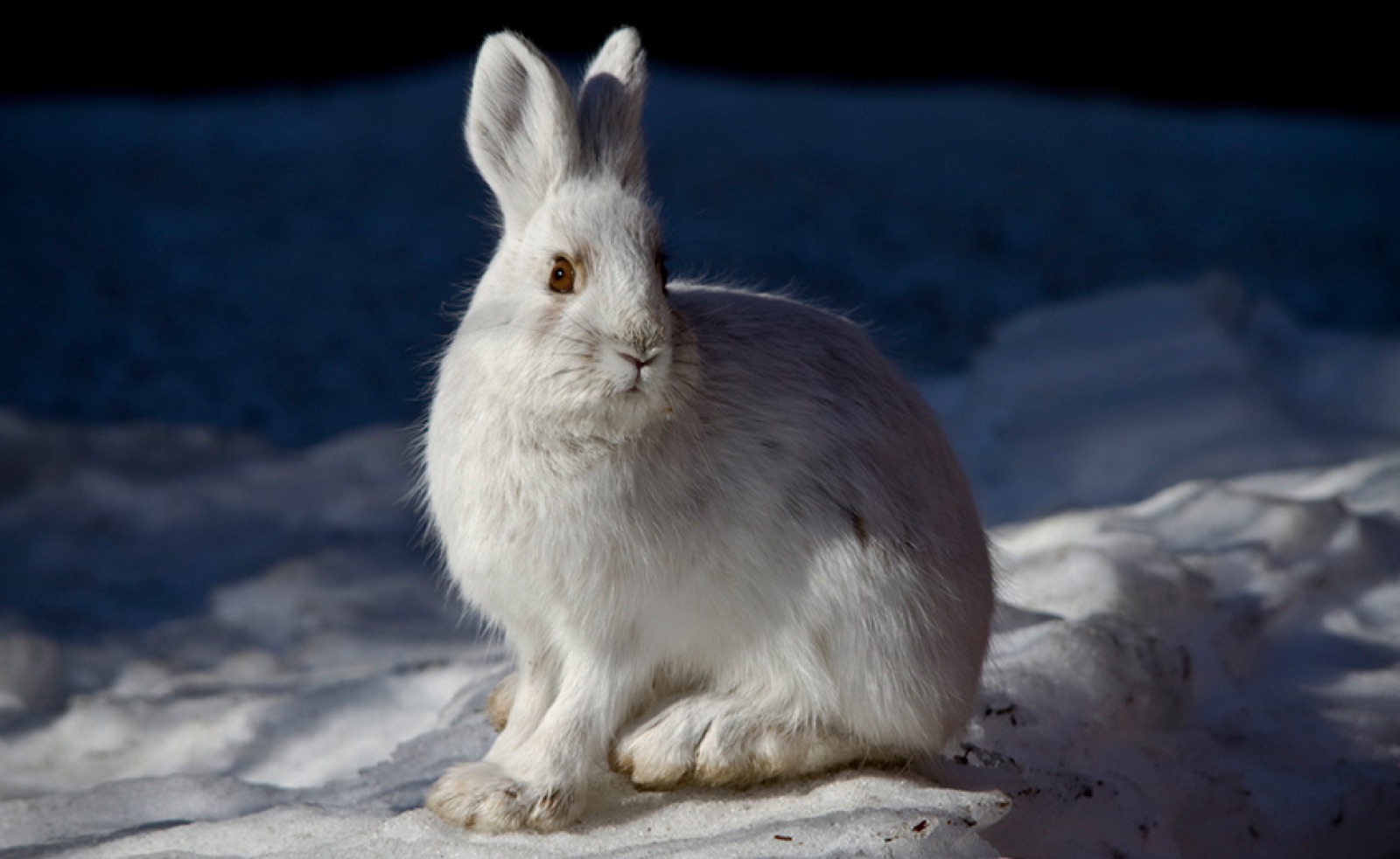 Snowshoe hares in Snowshoe
