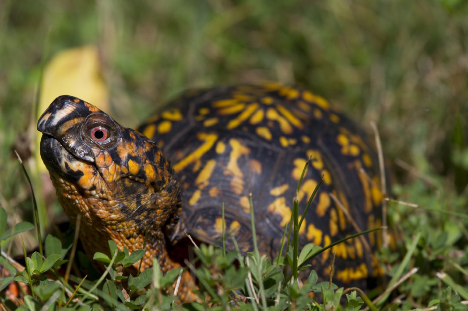 Reptiles and amphibians in Snowshoe