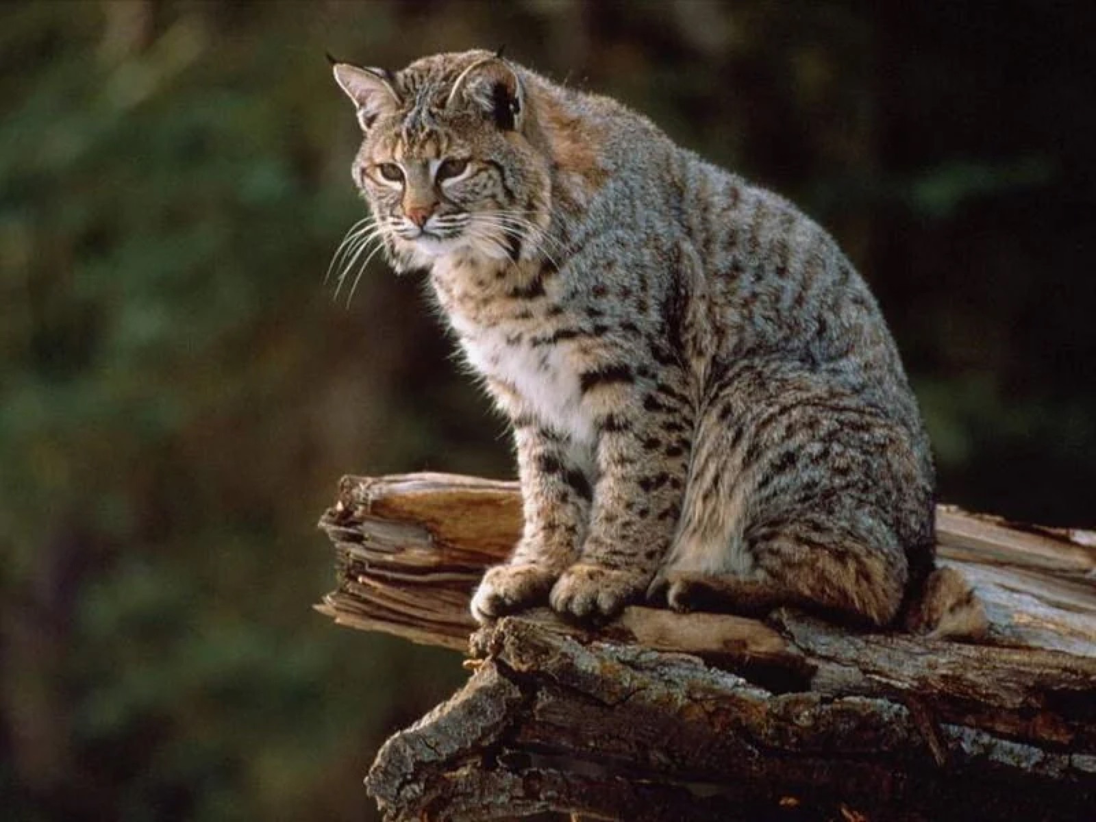 Bobcats in Snowshoe