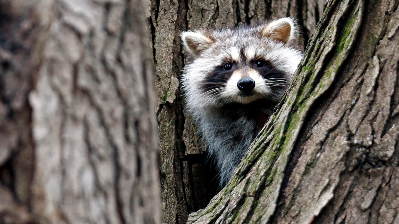 Raccoons in Snowshoe