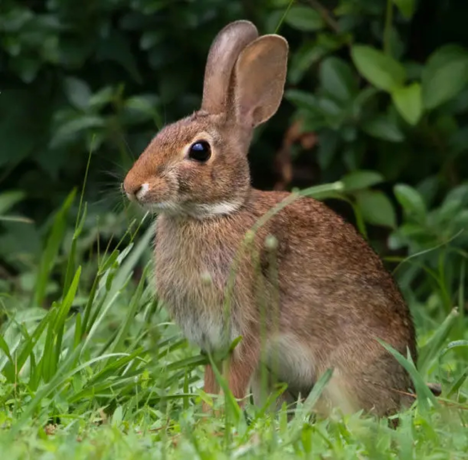 Eastern cottontails bunnies in Snowshoe